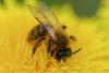 Andrena nigroaenea